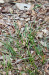 Sandywoods sedge